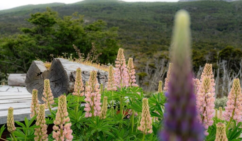 Caminata por la flora y fauna local en Ushuaia