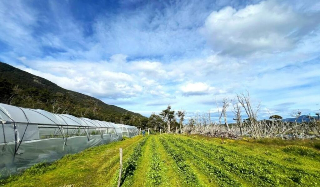 Cultivos de frutos rojos en Ushuaia