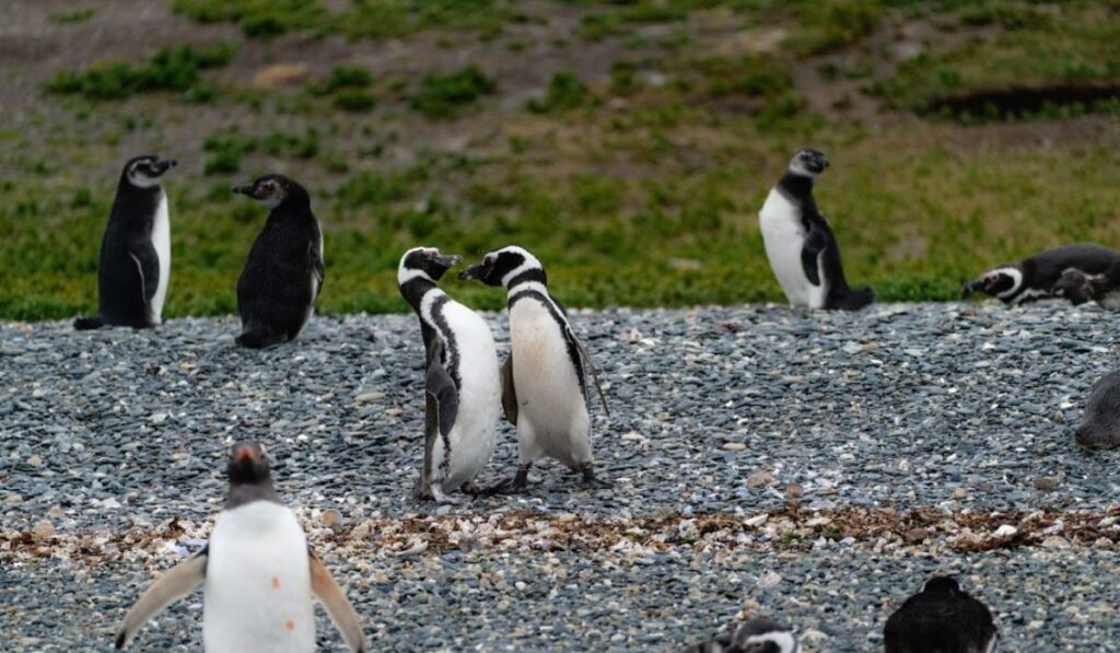 Pingüinos en la Isla Martillo