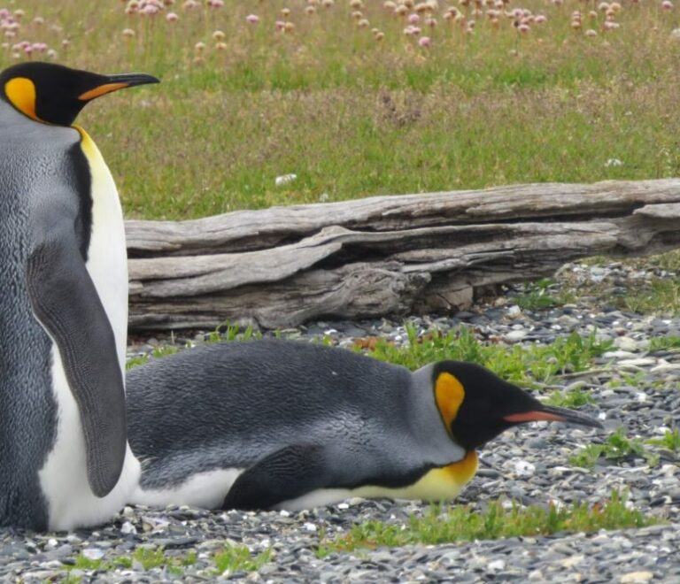 Que hacer 4 días en Ushuaia