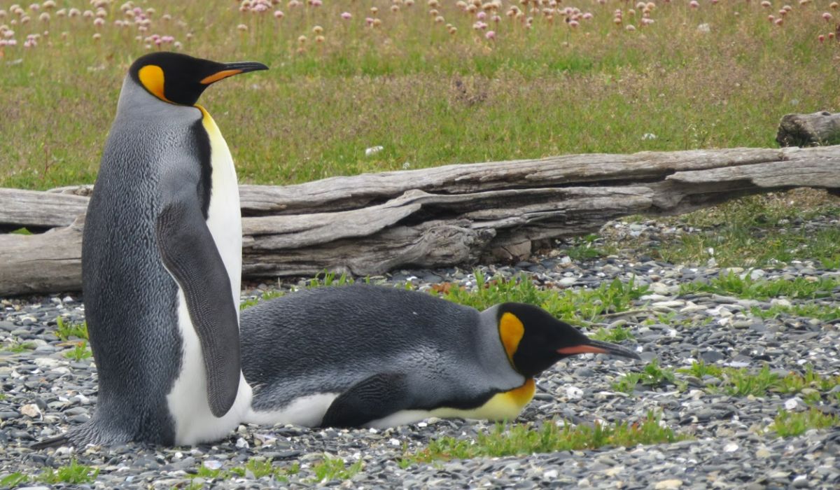 Que hacer 4 días en Ushuaia