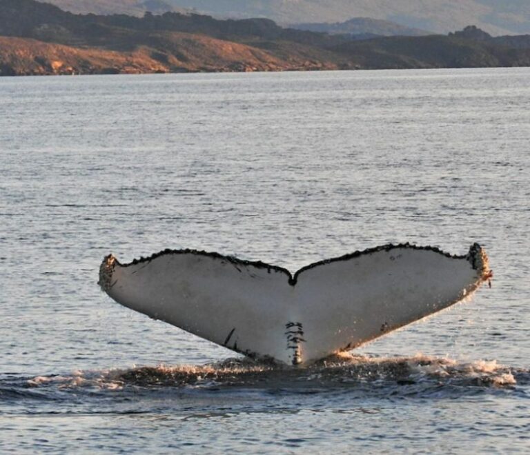 Ballenas en el Canal Beagle: algo extraordinario está pasando en nuestras aguas