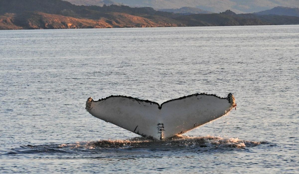 Ballena jorobada vista en el Canal Beagle