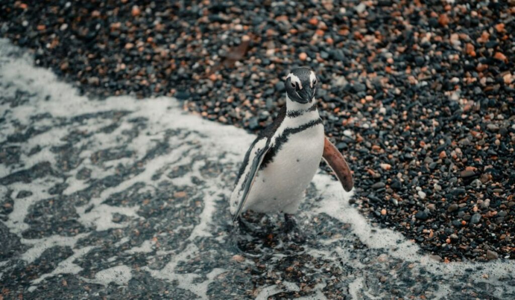 Pingüinos en la Isla Martillo