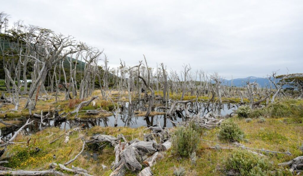 Paisajes otoñales en Ushuaia